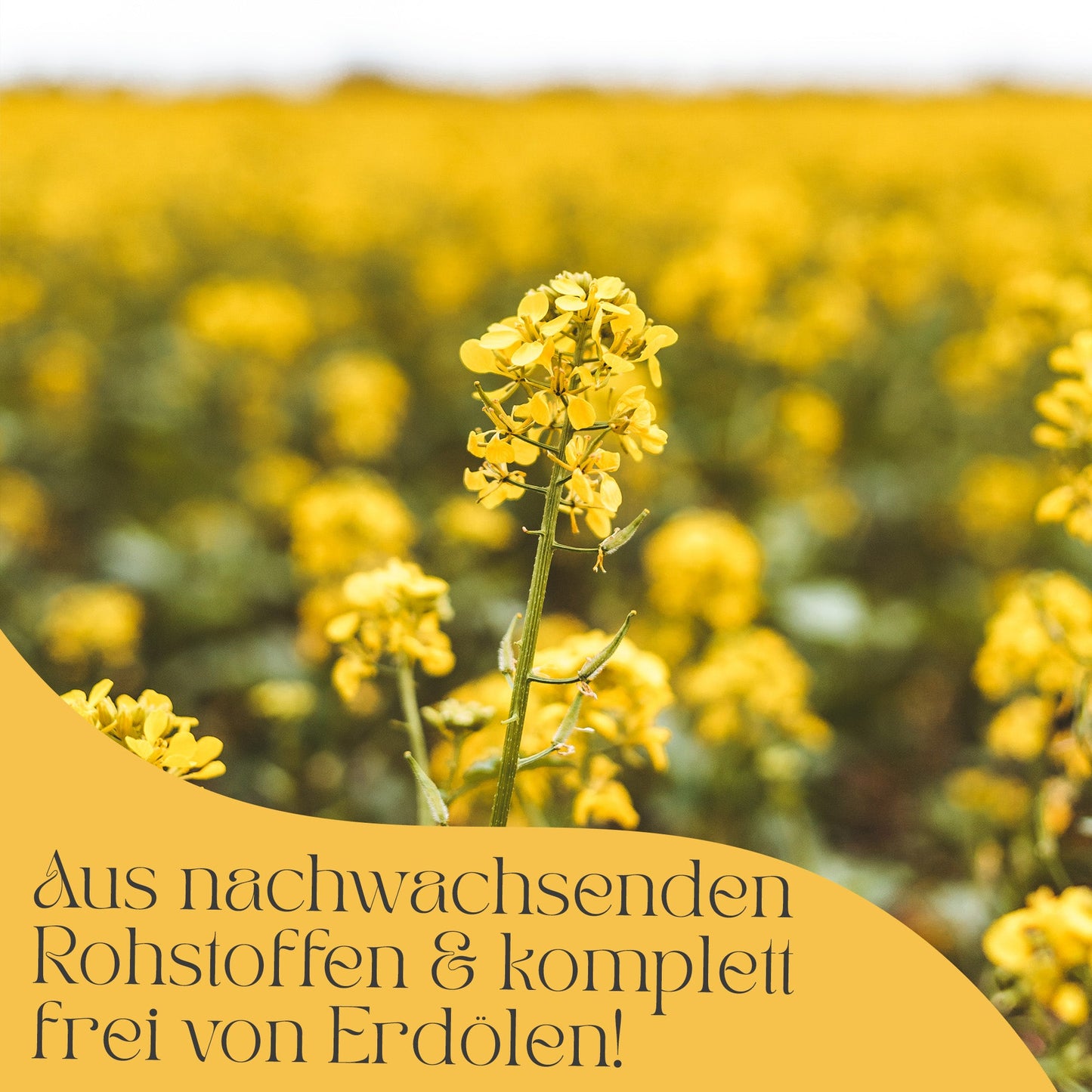 Rapswachs für Standkerzen in Pastillen, hergestellt in DE